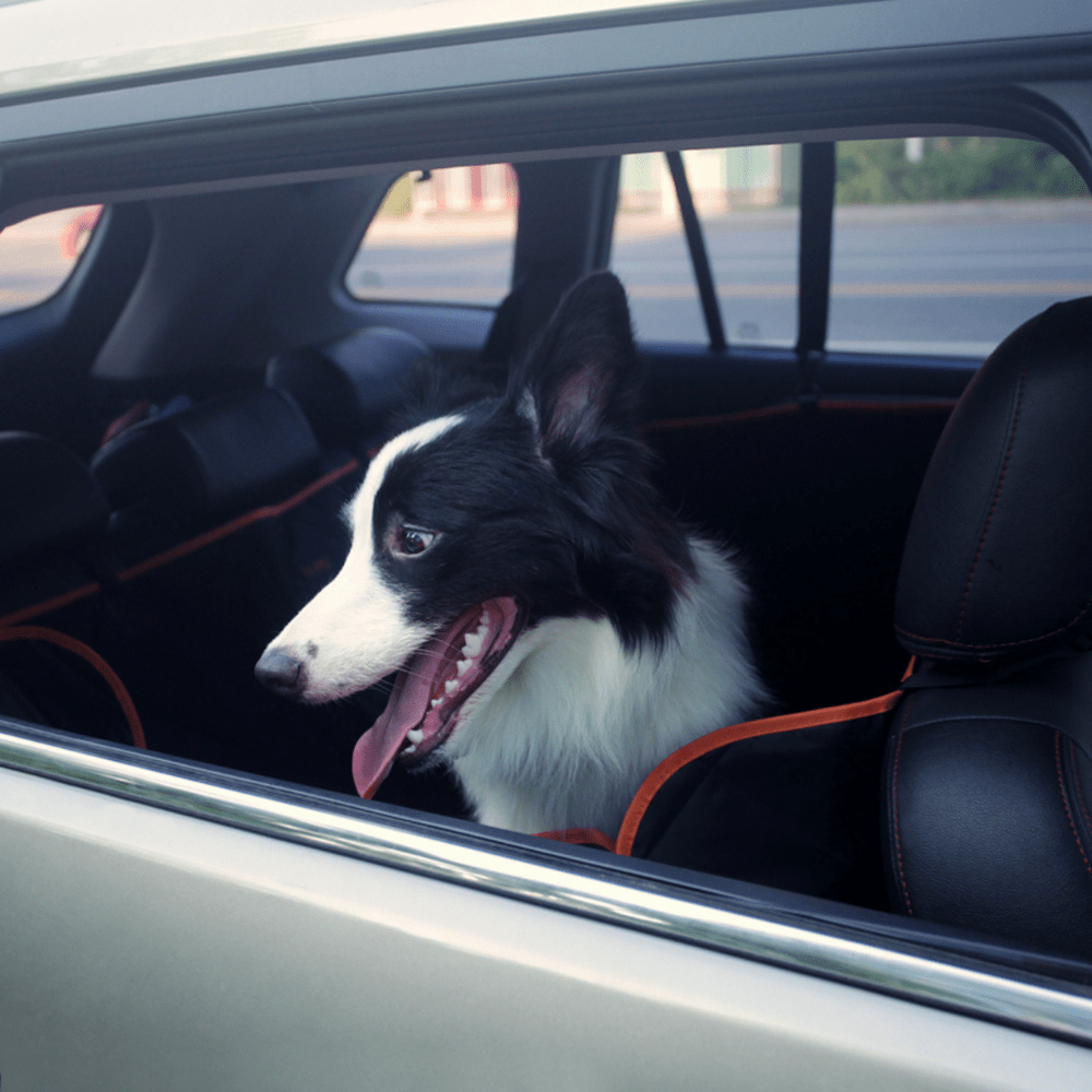 iBuddy Dog Seat Cover Car Hammock w/ Mesh Window & Dog Seat Belt V568-IB-P00027-SB