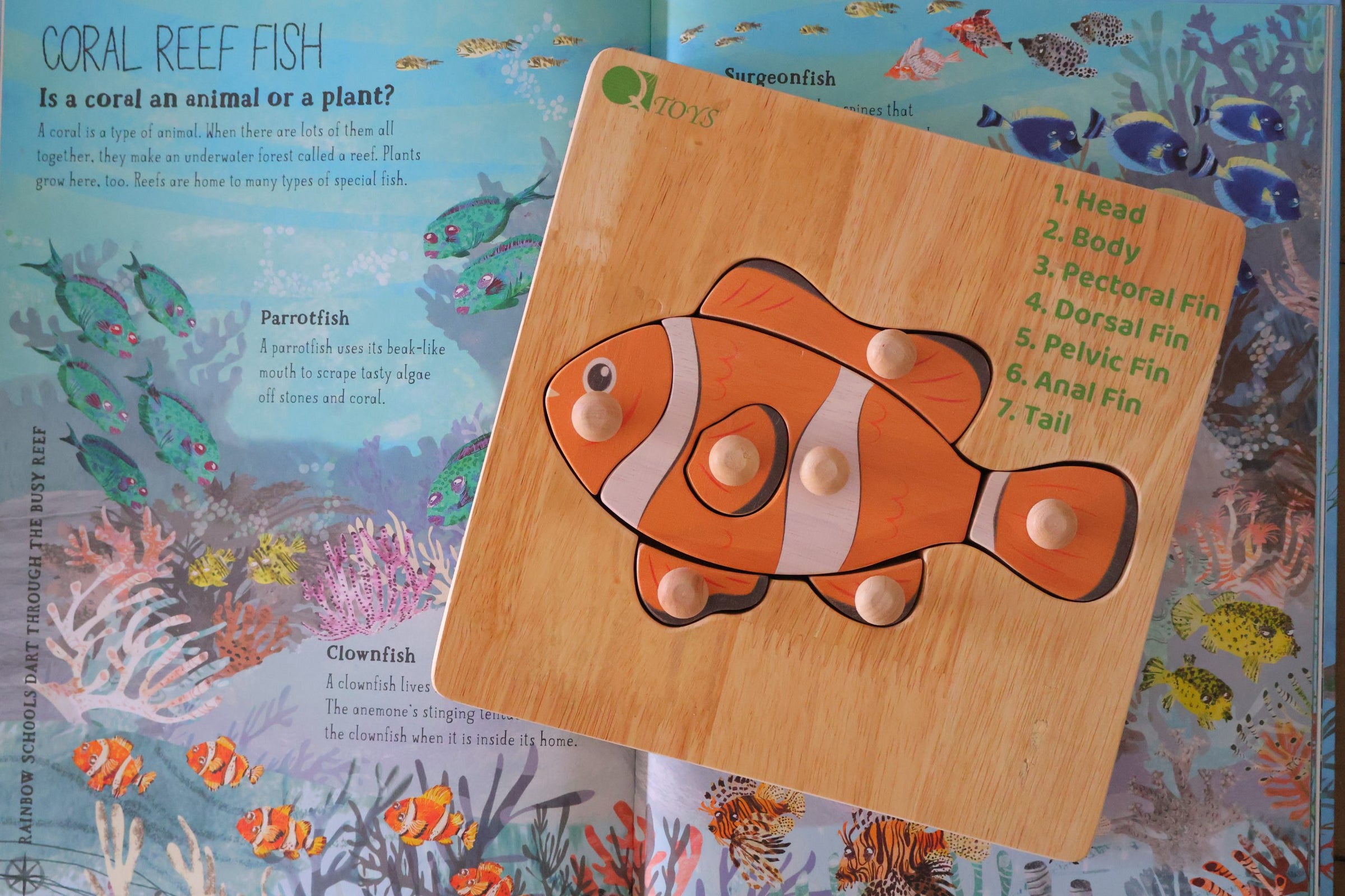 Montessori Fish Knob Puzzle V59-633