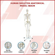 Human Skeleton Anatomical Model 180cm V63-774985