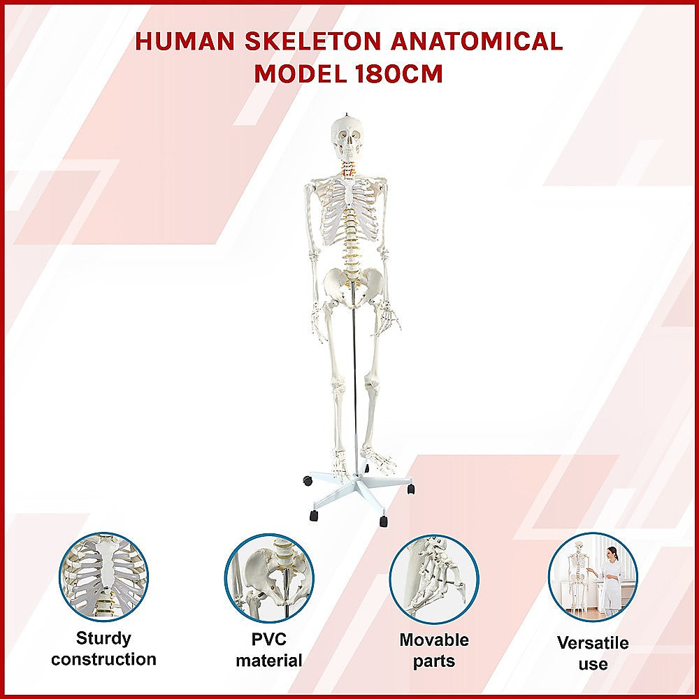 Human Skeleton Anatomical Model 180cm V63-774985