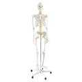 Human Skeleton Anatomical Model 180cm V63-774985