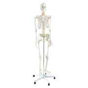 Human Skeleton Anatomical Model 180cm V63-774985