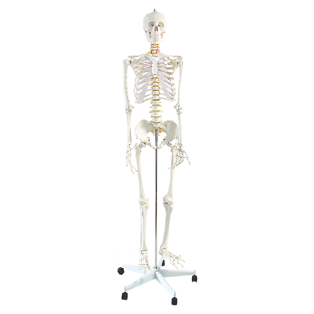 Human Skeleton Anatomical Model 180cm V63-774985
