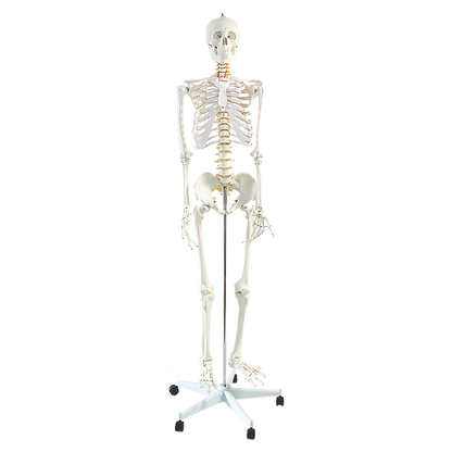 Human Skeleton Anatomical Model 180cm V63-774985