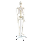 Human Skeleton Anatomical Model 180cm V63-774985