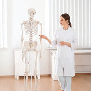Human Skeleton Anatomical Model 180cm V63-774985