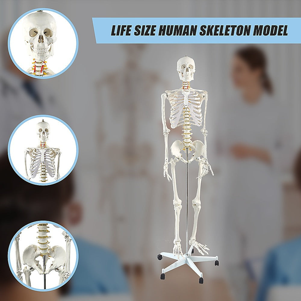 Human Skeleton Anatomical Model 180cm V63-774985