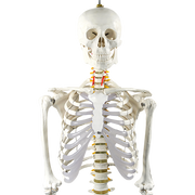 Human Skeleton Anatomical Model 180cm V63-774985