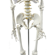 Human Skeleton Anatomical Model 180cm V63-774985