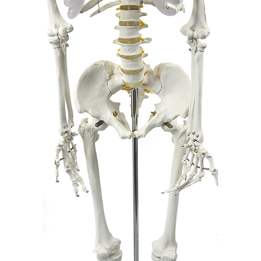 Human Skeleton Anatomical Model 180cm V63-774985