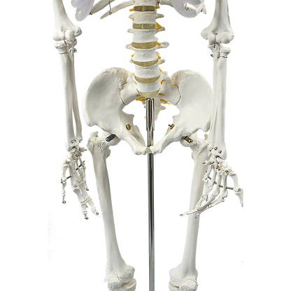 Human Skeleton Anatomical Model 180cm V63-774985