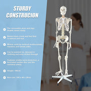 Human Skeleton Anatomical Model 180cm V63-774985
