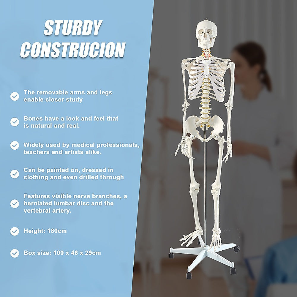 Human Skeleton Anatomical Model 180cm V63-774985