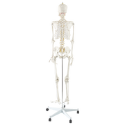 Human Skeleton Anatomical Model 180cm V63-774985