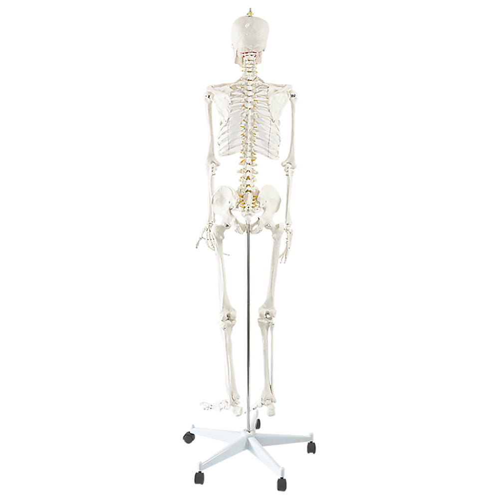 Human Skeleton Anatomical Model 180cm V63-774985