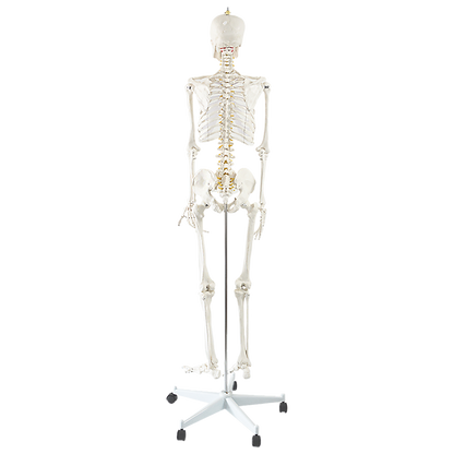 Human Skeleton Anatomical Model 180cm V63-774985