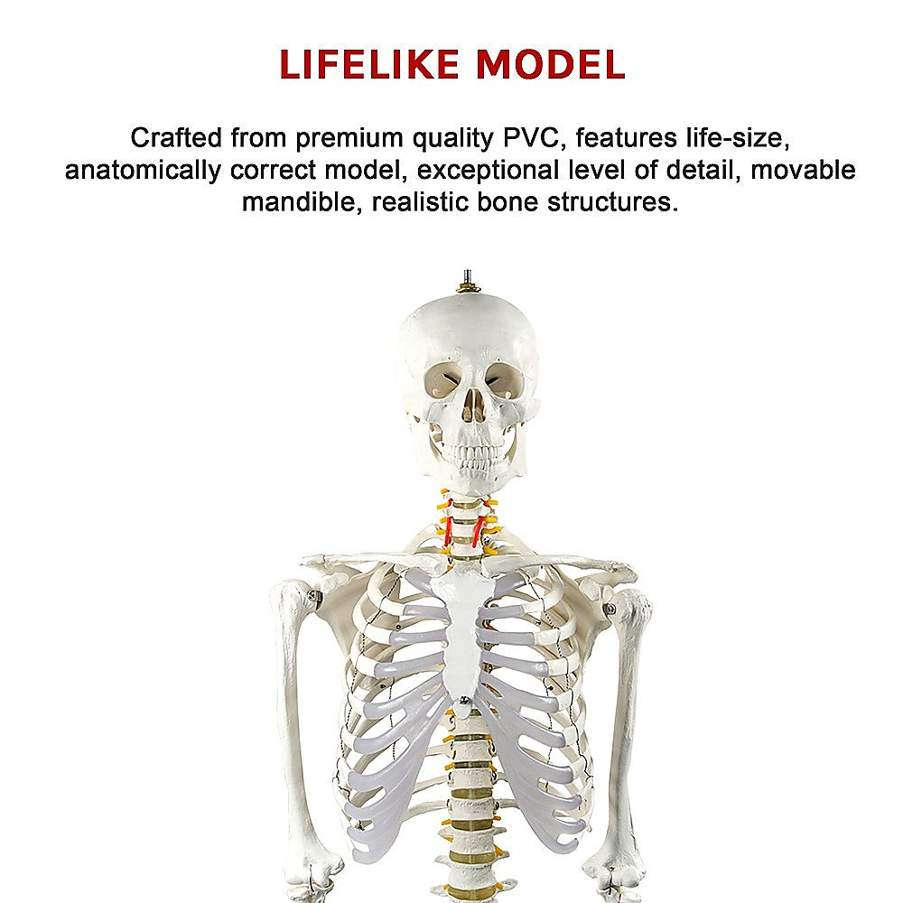 Human Skeleton Anatomical Model 180cm V63-774985