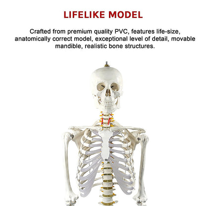 Human Skeleton Anatomical Model 180cm V63-774985