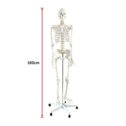 Human Skeleton Anatomical Model 180cm V63-774985