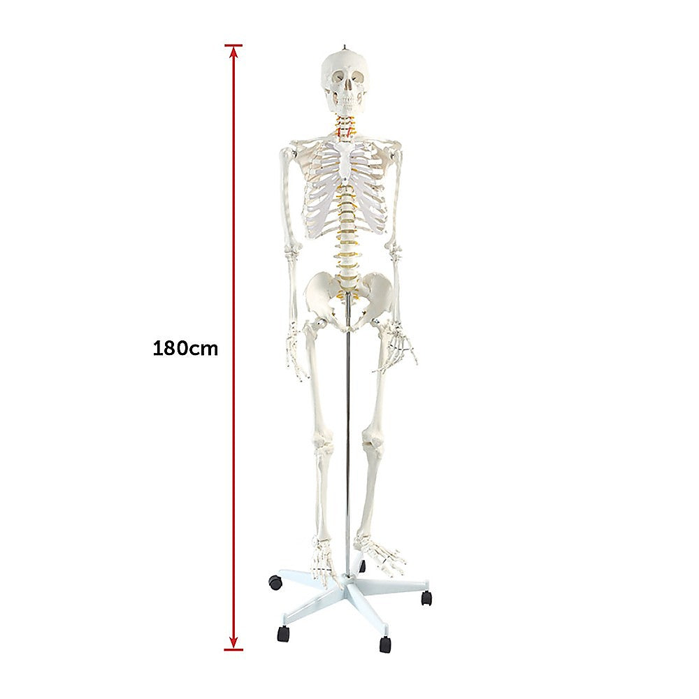 Human Skeleton Anatomical Model 180cm V63-774985