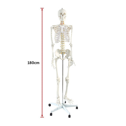 Human Skeleton Anatomical Model 180cm V63-774985