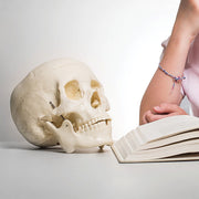 Life Size Anatomical Deluxe Human Skull Model Medical Skeleton Anatomy Replica V63-835561