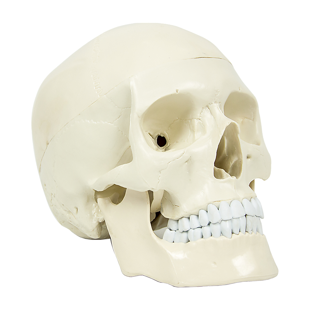 Life Size Anatomical Deluxe Human Skull Model Medical Skeleton Anatomy Replica V63-835561