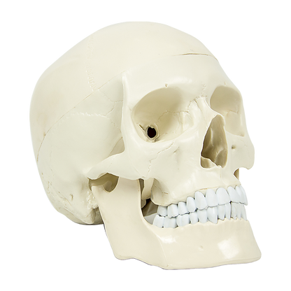 Life Size Anatomical Deluxe Human Skull Model Medical Skeleton Anatomy Replica V63-835561