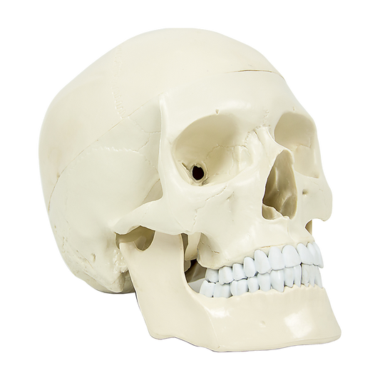 Life Size Anatomical Deluxe Human Skull Model Medical Skeleton Anatomy Replica V63-835561