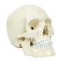 Life Size Anatomical Deluxe Human Skull Model Medical Skeleton Anatomy Replica V63-835561
