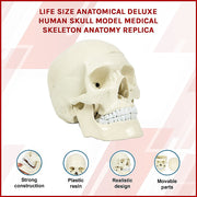 Life Size Anatomical Deluxe Human Skull Model Medical Skeleton Anatomy Replica V63-835561