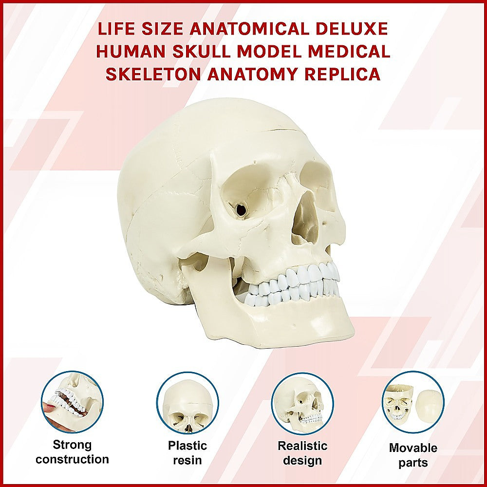 Life Size Anatomical Deluxe Human Skull Model Medical Skeleton Anatomy Replica V63-835561