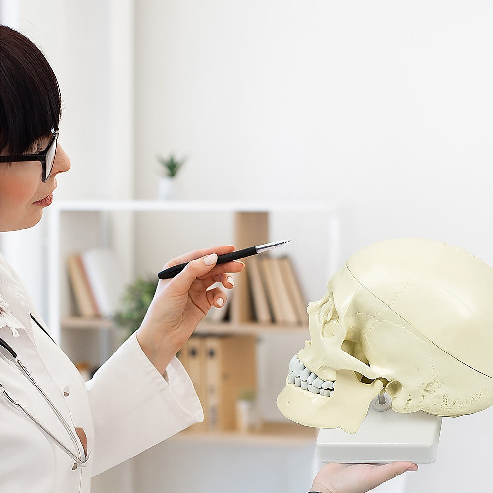 Life Size Anatomical Deluxe Human Skull Model Medical Skeleton Anatomy Replica V63-835561