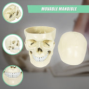 Life Size Anatomical Deluxe Human Skull Model Medical Skeleton Anatomy Replica V63-835561