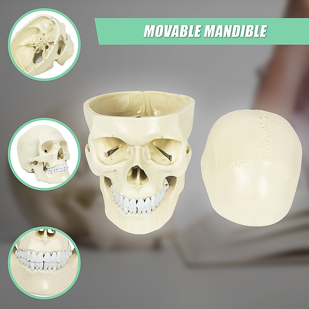 Life Size Anatomical Deluxe Human Skull Model Medical Skeleton Anatomy Replica V63-835561