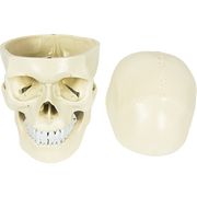 Life Size Anatomical Deluxe Human Skull Model Medical Skeleton Anatomy Replica V63-835561