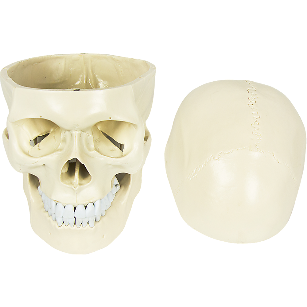 Life Size Anatomical Deluxe Human Skull Model Medical Skeleton Anatomy Replica V63-835561