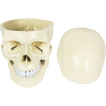 Life Size Anatomical Deluxe Human Skull Model Medical Skeleton Anatomy Replica V63-835561