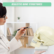 Life Size Anatomical Deluxe Human Skull Model Medical Skeleton Anatomy Replica V63-835561