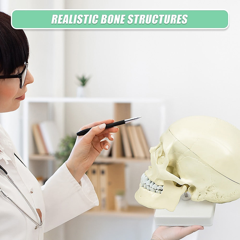 Life Size Anatomical Deluxe Human Skull Model Medical Skeleton Anatomy Replica V63-835561