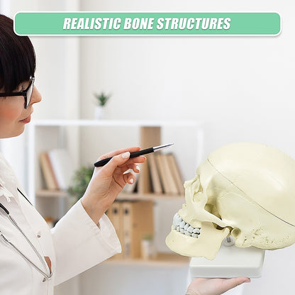 Life Size Anatomical Deluxe Human Skull Model Medical Skeleton Anatomy Replica V63-835561