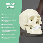 Life Size Anatomical Deluxe Human Skull Model Medical Skeleton Anatomy Replica V63-835561
