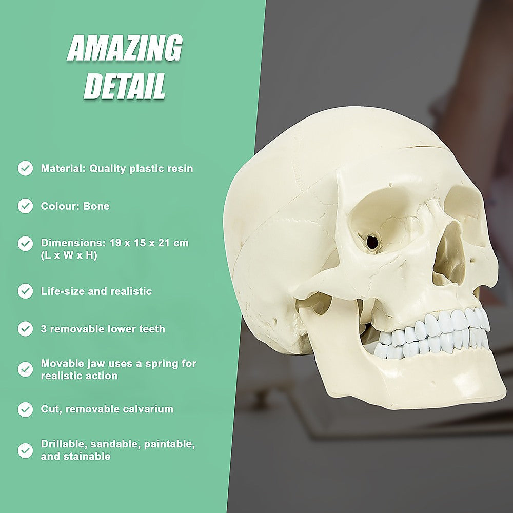 Life Size Anatomical Deluxe Human Skull Model Medical Skeleton Anatomy Replica V63-835561