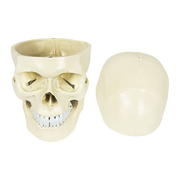 Life Size Anatomical Deluxe Human Skull Model Medical Skeleton Anatomy Replica V63-835561
