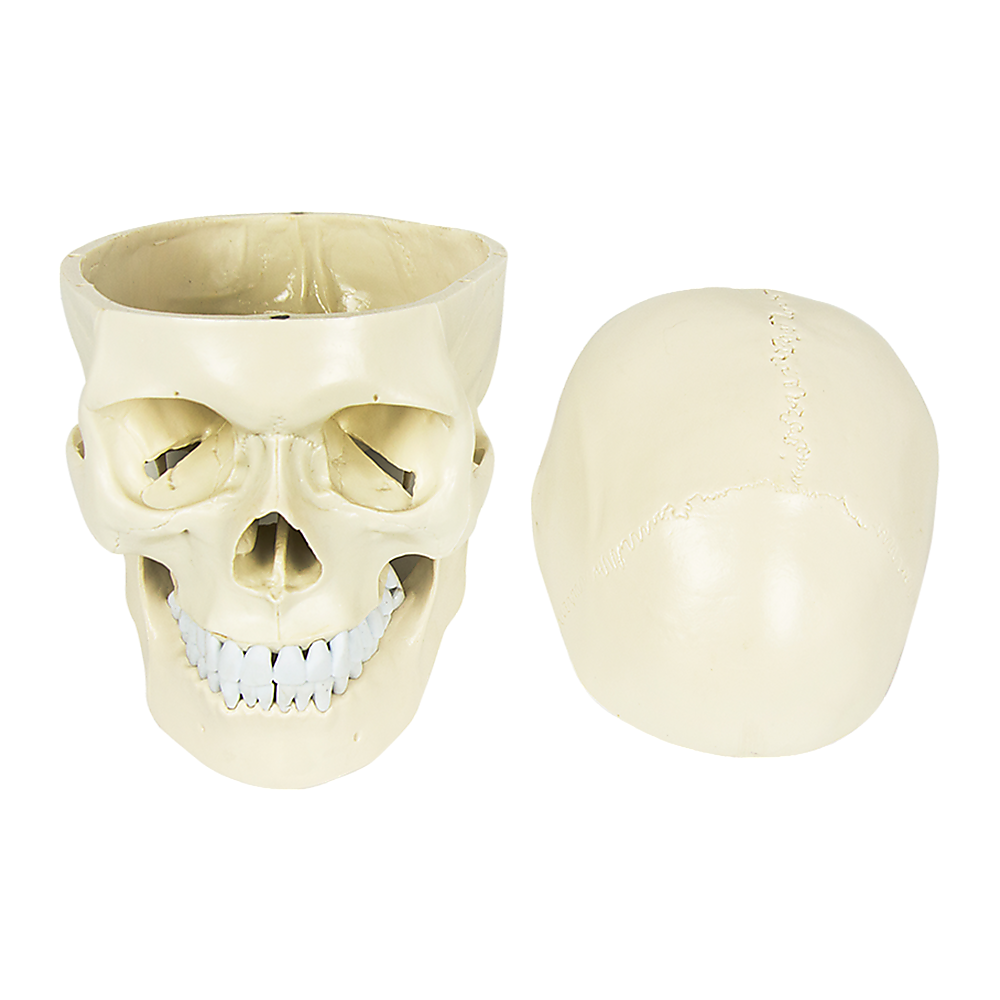 Life Size Anatomical Deluxe Human Skull Model Medical Skeleton Anatomy Replica V63-835561