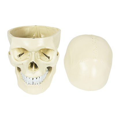Life Size Anatomical Deluxe Human Skull Model Medical Skeleton Anatomy Replica V63-835561