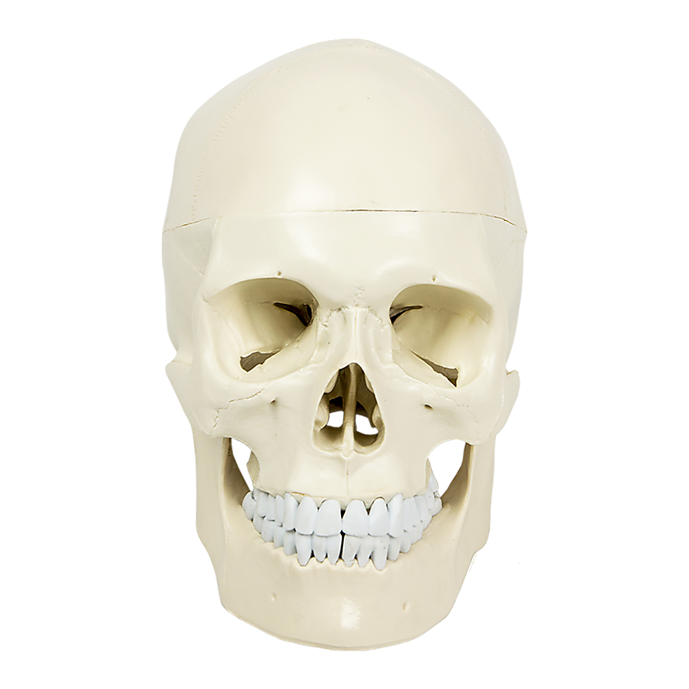 Life Size Anatomical Deluxe Human Skull Model Medical Skeleton Anatomy Replica V63-835561