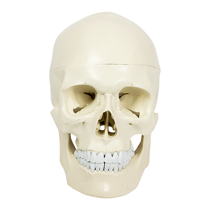 Life Size Anatomical Deluxe Human Skull Model Medical Skeleton Anatomy Replica V63-835561