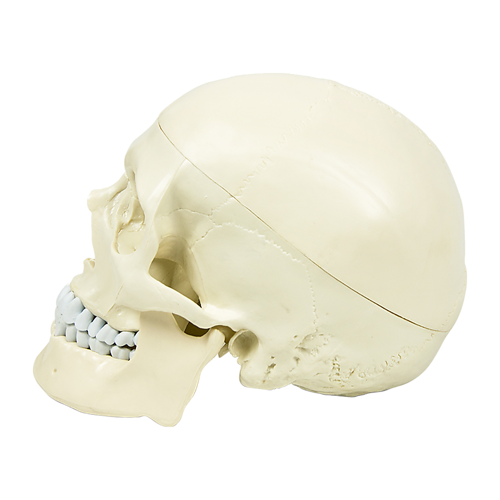 Life Size Anatomical Deluxe Human Skull Model Medical Skeleton Anatomy Replica V63-835561