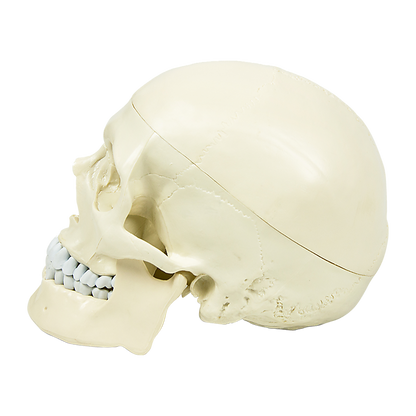 Life Size Anatomical Deluxe Human Skull Model Medical Skeleton Anatomy Replica V63-835561
